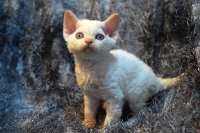 Red Hot Chili - Devon Rex kenel