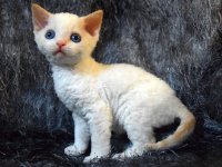 Red Hot Chili - Devon Rex kenel