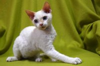 Red Hot Chili - Devon Rex kenel