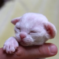 Red Hot Chili - Devon Rex kenel