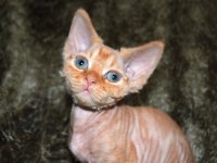 Red Hot Chili - Devon Rex kenel