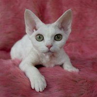 Red Hot Chili - Devon Rex kenel