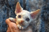 Red Hot Chili - Devon Rex kenel