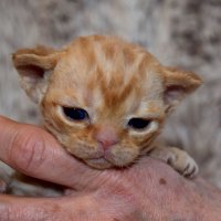 Red Hot Chili - Devon Rex kenel