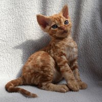 Red Hot Chili - Devon Rex kenel