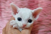 Red Hot Chili - Devon Rex kenel