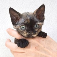 Red Hot Chili - Devon Rex kenel