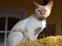 Red Hot Chili - Devon Rex kenel