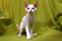 Red Hot Chili - Devon Rex kenel