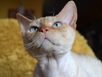 Red Hot Chili - Devon Rex kenel