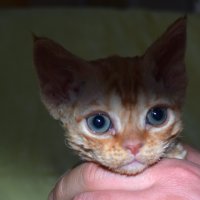 Red Hot Chili - Devon Rex kenel