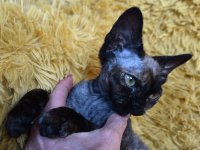 Red Hot Chili - Devon Rex kenel