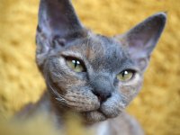 Red Hot Chili - Devon Rex kenel