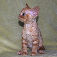 Red Hot Chili - Devon Rex kenel