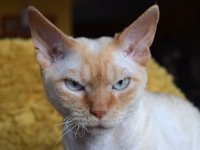 Red Hot Chili - Devon Rex kenel