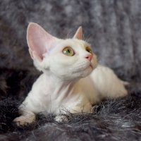 Red Hot Chili - Devon Rex kenel