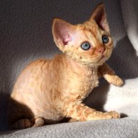 Red Hot Chili - Devon Rex kenel