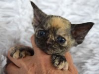 Red Hot Chili - Devon Rex kenel