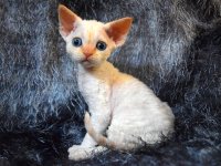 Red Hot Chili - Devon Rex kenel