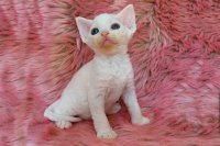 Red Hot Chili - Devon Rex kenel