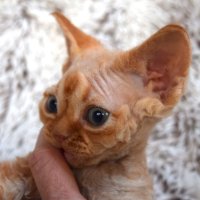 Red Hot Chili - Devon Rex kenel