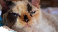 Red Hot Chili - Devon Rex kenel