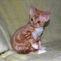 Red Hot Chili - Devon Rex kenel