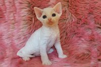 Red Hot Chili - Devon Rex kenel