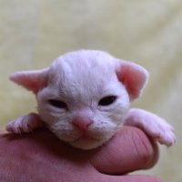 Red Hot Chili - Devon Rex kenel