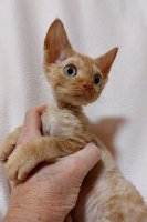 Red Hot Chili - Devon Rex kenel