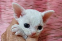 Red Hot Chili - Devon Rex kenel