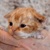 Red Hot Chili - Devon Rex kenel