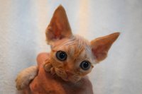 Red Hot Chili - Devon Rex kenel