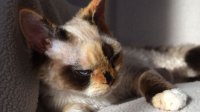 Red Hot Chili - Devon Rex kenel