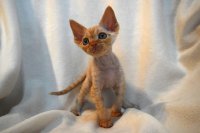 Red Hot Chili - Devon Rex kenel