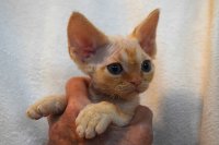 Red Hot Chili - Devon Rex kenel