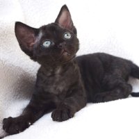 Red Hot Chili - Devon Rex kenel