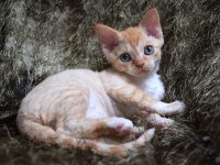 Red Hot Chili - Devon Rex kenel