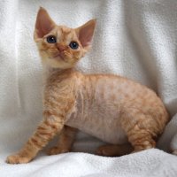 Red Hot Chili - Devon Rex kenel