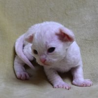 Red Hot Chili - Devon Rex kenel