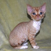 Red Hot Chili - Devon Rex kenel