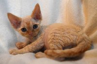 Red Hot Chili - Devon Rex kenel