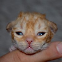 Red Hot Chili - Devon Rex kenel