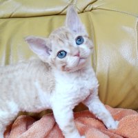 Red Hot Chili - Devon Rex kenel