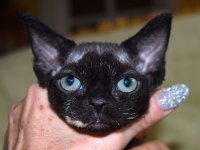 Red Hot Chili - Devon Rex kenel