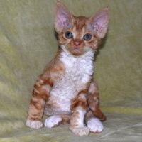 Red Hot Chili - Devon Rex kenel