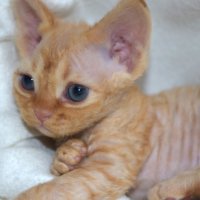 Red Hot Chili - Devon Rex kenel