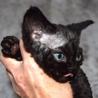 Red Hot Chili - Devon Rex kenel