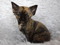 Red Hot Chili - Devon Rex kenel