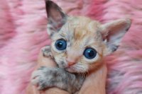 Red Hot Chili - Devon Rex kenel